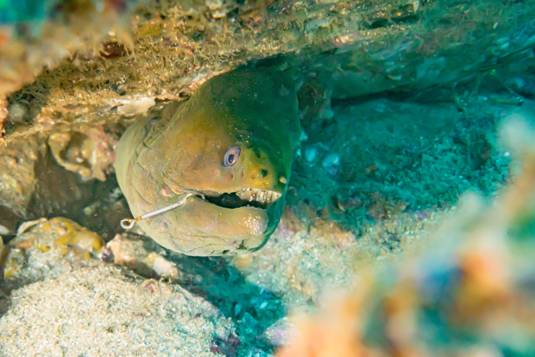 Night diving, Sea of Cortez, San Carlos